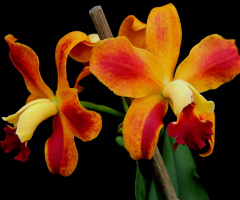 Orchids 
