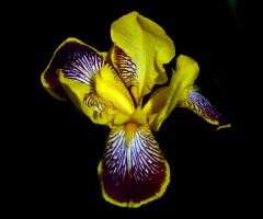 BLÜTE