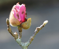 Magnolia
