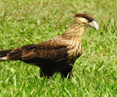 Carcará Falco