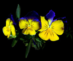 BLÜTEN
