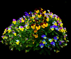 BLÜTEN