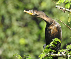 On the top of the tree