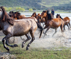 Yılkılar