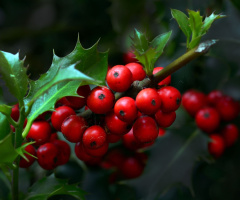 BEEREN