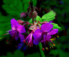 BLÜTEN