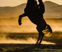 Horse and cowboy