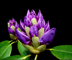 RHODODENDRON