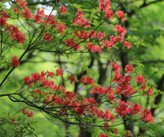 Blossom of May