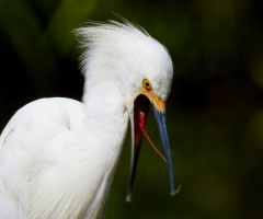 Snowy Egret