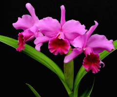 Orchids