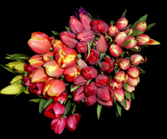 TULPEN