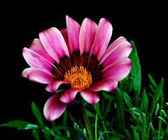 BLÜTE