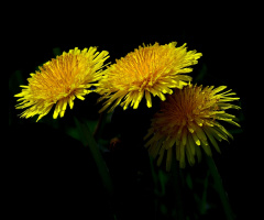 BLÜTEN