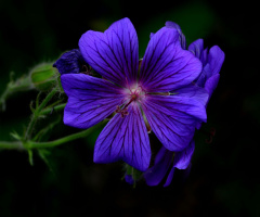 BLÜTEN