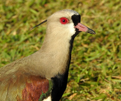 Vanellus chilensis 