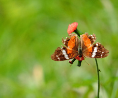 Delicate 