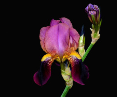 BLÜTEN