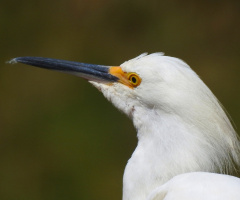 Garça-branca-pequena