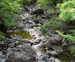 Stream