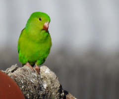 Periquito