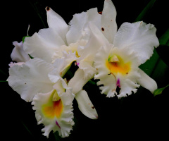 White Orchids 