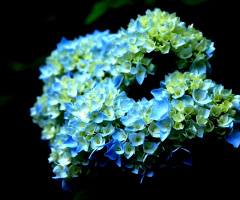 Hydrangea