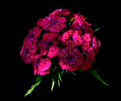 BLÜTEN