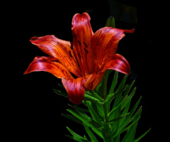 BLÜTE