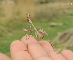 Empusa Fasciata