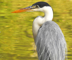 Gray Heron