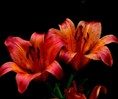 BLÜTEN