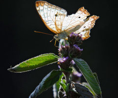 Borboleta 