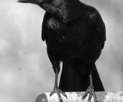 Blacky