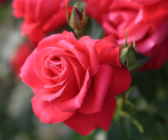 Pink rose