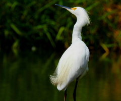 Garça branca pequena 