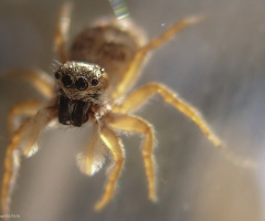 Spider 