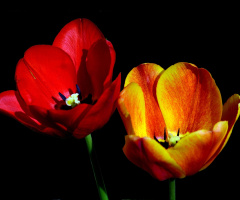 BLÜTE