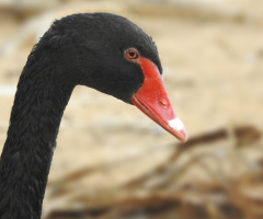 Black Swan