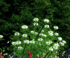 Blumenwiese