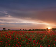 Poppy Field