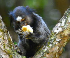 Eating Banana