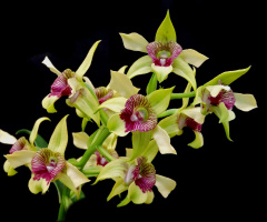 Orquídeas