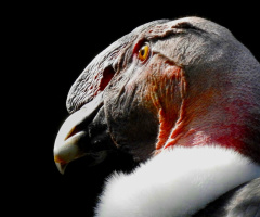 Condor