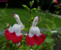 Blüten