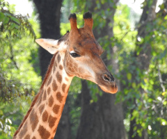 Girafa