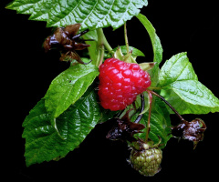HIMBEERE