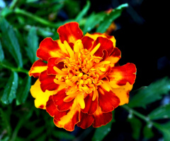 BLÜTE