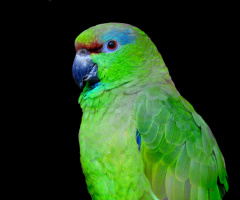 Papagaio 