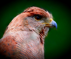  Red Tail Hawk